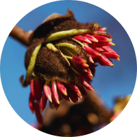 Sierbomen kopen | Parrotia Persica | Gardline